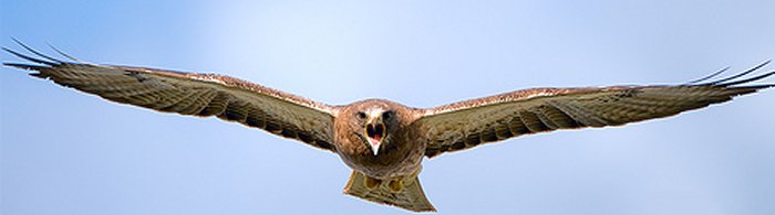 Hawk Soaring